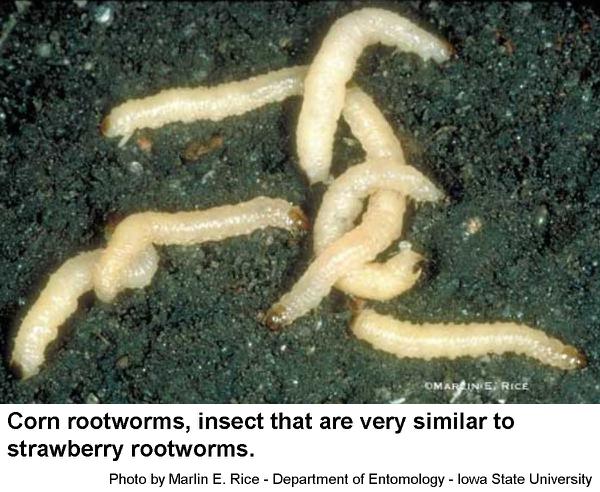 Strawberry rootworms themselves do realtively little damage.